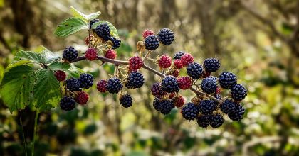 Ценность ягод ежевики