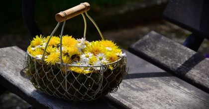 Чай из одуванчика: польза для здоровья, побочные эффекты и вкусовые качества